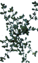 rev.gif (16012 bytes)