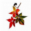 vine3a.gif (7080 bytes)